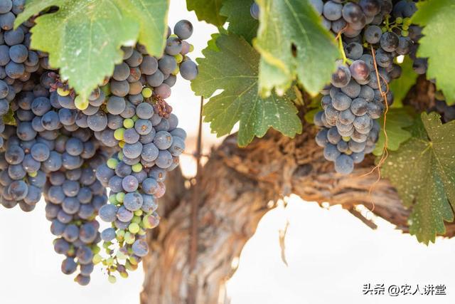 葡萄管理莫等闲落实措施是关键3月LD乐动 乐动体育葡萄如何高效预防病害发生(图3) 葡萄管理莫等闲落实措施是关键3月LD乐动 乐动体育葡萄如何高效预防病害发生(图3)