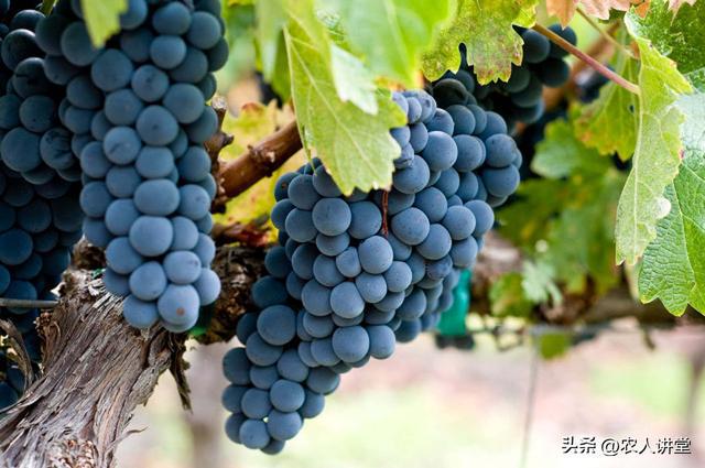 葡萄管理莫等闲落实措施是关键3月LD乐动 乐动体育葡萄如何高