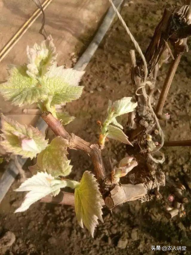 葡萄管理莫等闲落实措施是关键3月LD乐动 乐动体育葡萄如何高效预防病害发生(图6) 葡萄管理莫等闲落实措施是关键3月LD乐动 乐动体育葡萄如何高效预防病害发生(图6)