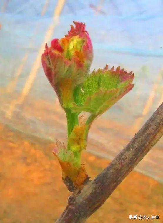 葡萄管理莫等闲落实措施是关键3月LD乐动 乐动体育葡萄如何高效预防病害发生(图7) 葡萄管理莫等闲落实措施是关键3月LD乐动 乐动体育葡萄如何高效预防病害发生(图7)