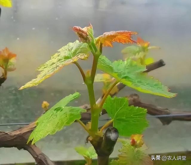 葡萄管理莫等闲落实措施是关键3月LD乐动 乐动体育葡萄如何高效预防病害发生(图8) 葡萄管理莫等闲落实措施是关键3月LD乐动 乐动体育葡萄如何高效预防病害发生(图8)