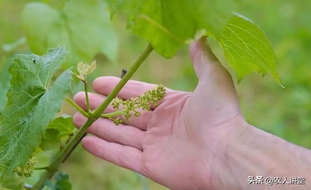 葡萄管理莫等闲落实措施是关键3月LD乐动 乐动体育葡萄如何高效预防病害发生(图9) 葡萄管理莫等闲落实措施是关键3月LD乐动 乐动体育葡萄如何高效预防病害发生(图9)
