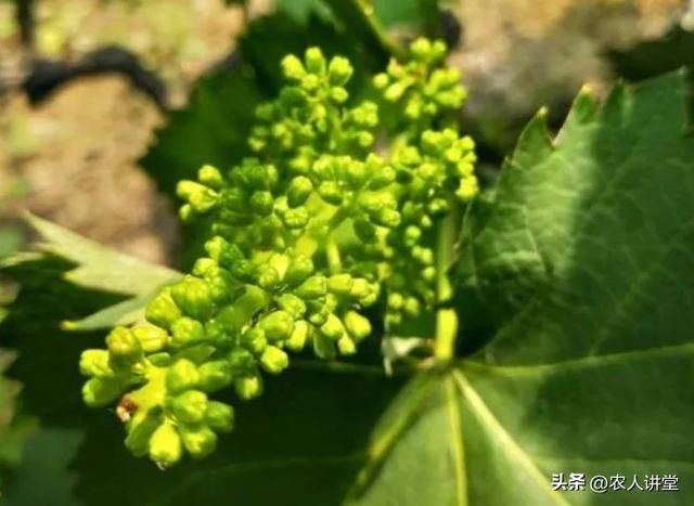 葡萄管理莫等闲落实措施是关键3月LD乐动 乐动体育葡萄如何高效预防病害发生(图12) 葡萄管理莫等闲落实措施是关键3月LD乐动 乐动体育葡萄如何高效预防病害发生(图12)