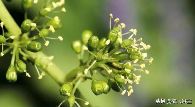 葡萄管理莫等闲落实措施是关键3月LD乐动 乐动体育葡萄如何高效预防病害发生(图11) 葡萄管理莫等闲落实措施是关键3月LD乐动 乐动体育葡萄如何高效预防病害发生(图11)