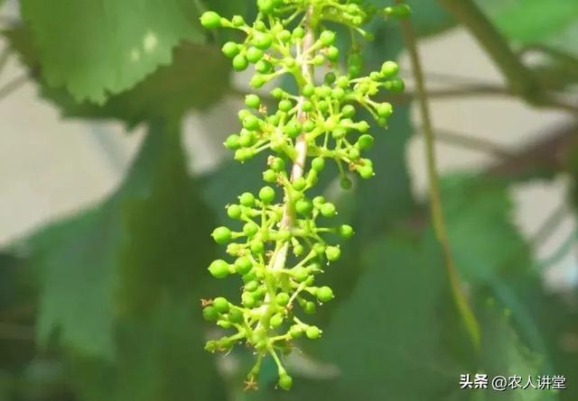 葡萄管理莫等闲落实措施是关键3月LD乐动 乐动体育葡萄如何高效预防病害发生(图10) 葡萄管理莫等闲落实措施是关键3月LD乐动 乐动体育葡萄如何高效预防病害发生(图10)