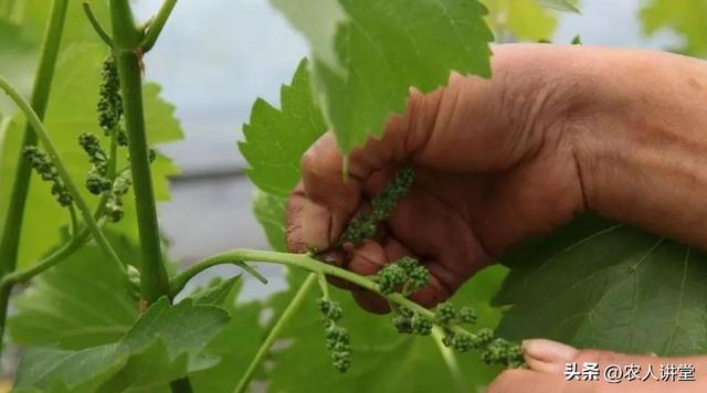 葡萄管理莫等闲落实措施是关键3月LD乐动 乐动体育葡萄如何高效预防病害发生(图14) 葡萄管理莫等闲落实措施是关键3月LD乐动 乐动体育葡萄如何高效预防病害发生(图14)