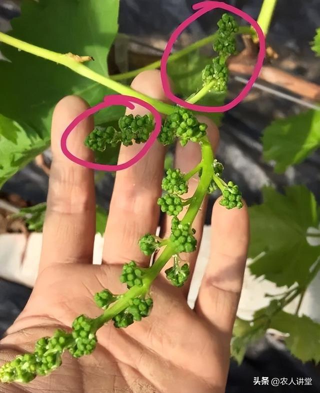 葡萄管理莫等闲落实措施是关键3月LD乐动 乐动体育葡萄如何高效预防病害发生(图15) 葡萄管理莫等闲落实措施是关键3月LD乐动 乐动体育葡萄如何高效预防病害发生(图15)