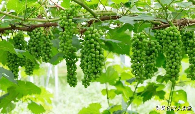 葡萄管理莫等闲落实措施是关键3月LD乐动 乐动体育葡萄如何高效预防病害发生(图16) 葡萄管理莫等闲落实措施是关键3月LD乐动 乐动体育葡萄如何高效预防病害发生(图16)