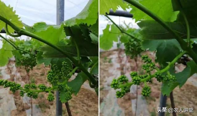 葡萄管理莫等闲落实措施是关键3月LD乐动 乐动体育葡萄如何高效预防病害发生(图13) 葡萄管理莫等闲落实措施是关键3月LD乐动 乐动体育葡萄如何高效预防病害发生(图13)