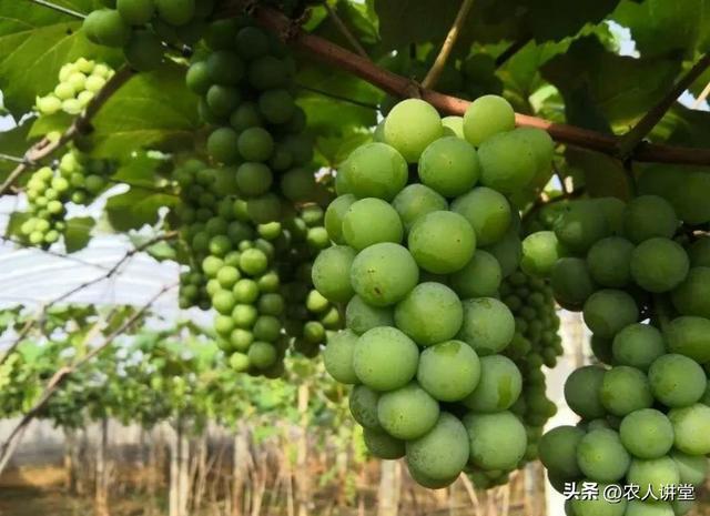 葡萄管理莫等闲落实措施是关键3月LD乐动 乐动体育葡萄如何高效预防病害发生(图18) 葡萄管理莫等闲落实措施是关键3月LD乐动 乐动体育葡萄如何高效预防病害发生(图18)