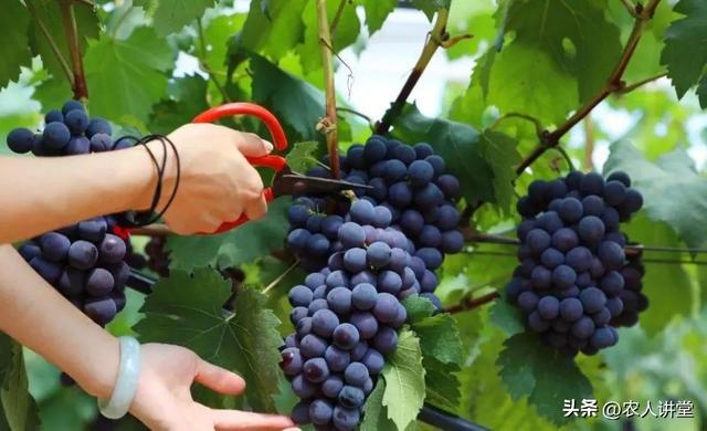 葡萄管理莫等闲落实措施是关键3月LD乐动 乐动体育葡萄如何高效预防病害发生(图19) 葡萄管理莫等闲落实措施是关键3月LD乐动 乐动体育葡萄如何高效预防病害发生(图19)