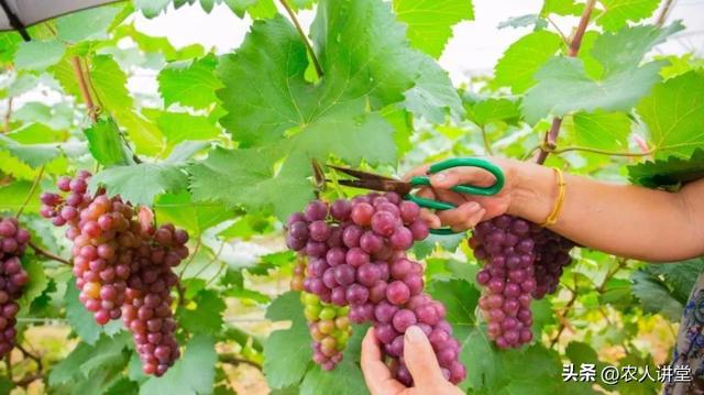 葡萄管理莫等闲落实措施是关键3月LD乐动 乐动体育葡萄如何高效预防病害发生(图21) 葡萄管理莫等闲落实措施是关键3月LD乐动 乐动体育葡萄如何高效预防病害发生(图21)