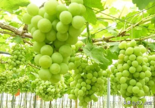 葡萄管理莫等闲落实措施是关键3月LD乐动 乐动体育葡萄如何高效预防病害发生(图17) 葡萄管理莫等闲落实措施是关键3月LD乐动 乐动体育葡萄如何高效预防病害发生(图17)