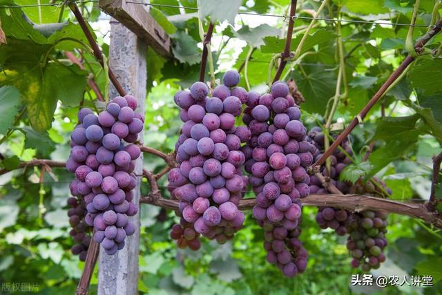 葡萄管理莫等闲落实措施是关键3月LD乐动 乐动体育葡萄如何高效预防病害发生(图20) 葡萄管理莫等闲落实措施是关键3月LD乐动 乐动体育葡萄如何高效预防病害发生(图20)