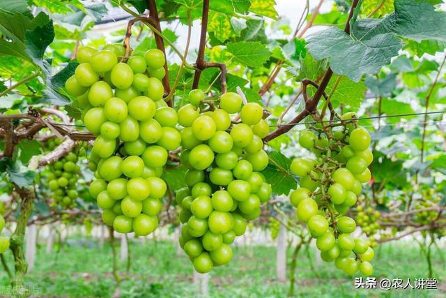 葡萄管理莫等闲落实措施是关键3月LD乐动 乐动体育葡萄如何高效预防病害发生(图23) 葡萄管理莫等闲落实措施是关键3月LD乐动 乐动体育葡萄如何高效预防病害发生(图23)