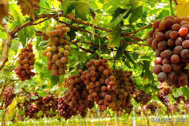 葡萄管理莫等闲落实措施是关键3月LD乐动 乐动体育葡萄如何高效预防病害发生(图22) 葡萄管理莫等闲落实措施是关键3月LD乐动 乐动体育葡萄如何高效预防病害发生(图22)