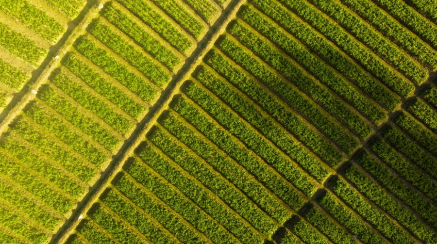 乐动体育宁德柘荣：念好“参”字经做好“土特产”文章