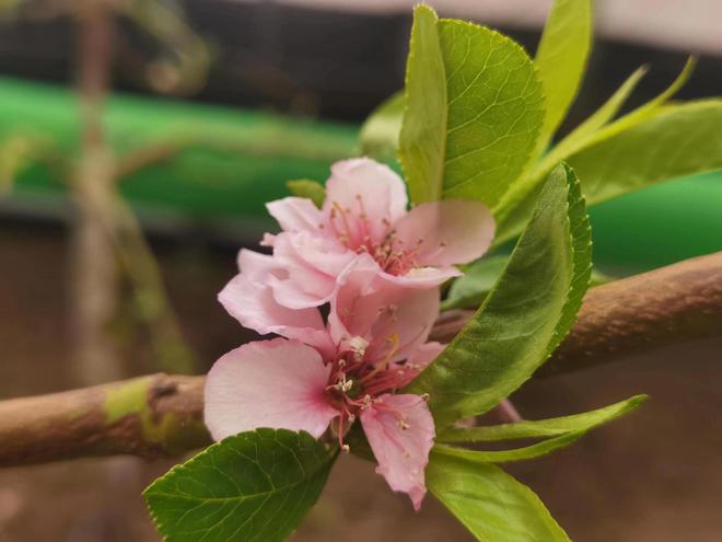 【春日里的中国】黑土地上插了“科技LD乐动体育翅膀”(图3) 【春日里的中国】黑土地上插了“科技LD乐动体育翅膀”(图3)