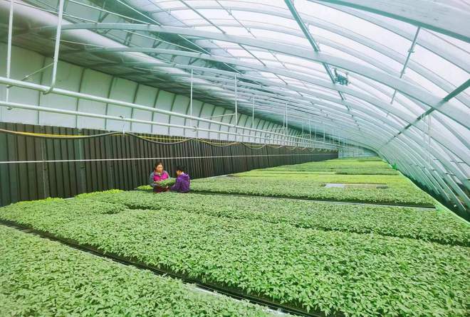 【春日里的中国】黑土地上插了“科技LD乐动体育翅膀”(图6) 【春日里的中国】黑土地上插了“科技LD乐动体育翅膀”(图6)