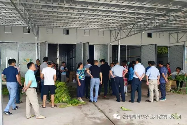 新型烤LD乐动 乐动体育房烟叶烘烤技巧