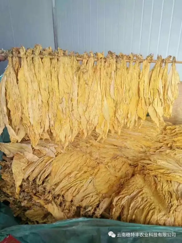 新型烤LD乐动 乐动体育房烟叶烘烤技巧(图3) 新型烤LD乐动 乐动体育房烟叶烘烤技巧(图3)