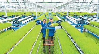 立体育秧 节本乐动体育 LD增效