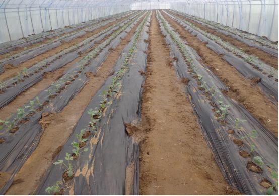 LD乐动 乐动体育节气探农事春大棚小型西瓜抢早种植模式栽培要点(图3) LD乐动 乐动体育节气探农事春大棚小型西瓜抢早种植模式栽培要点(图3)