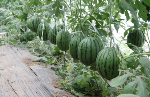 LD乐动 乐动体育节气探农事春大棚小型西瓜抢早种植模式栽培要