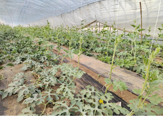 LD乐动 乐动体育节气探农事春大棚小型西瓜抢早种植模式栽培要点(图4) LD乐动 乐动体育节气探农事春大棚小型西瓜抢早种植模式栽培要点(图4)