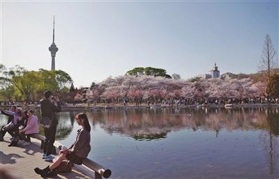 北京玉渊潭公园早樱“LD乐动体育超长待机”