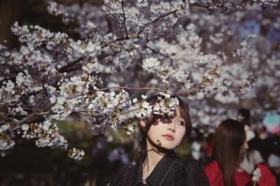 北京玉渊潭公园早樱“LD乐动体育超长待机”(图2) 北京玉渊潭公园早樱“LD乐动体育超长待机”(图2)