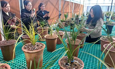 LD乐动 乐动体育从山野到厅堂！栾川蕙兰“香飘万里”