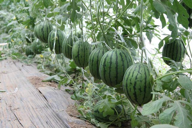 LD乐动体育节气探农事 春大棚小型西瓜抢早种植模式栽培要点