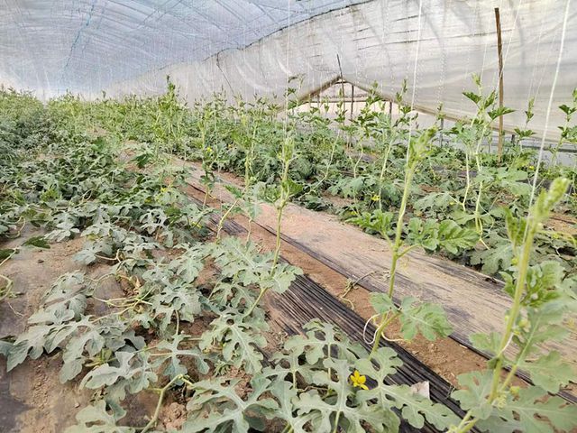 LD乐动体育节气探农事 春大棚小型西瓜抢早种植模式栽培要点(图3) LD乐动体育节气探农事 春大棚小型西瓜抢早种植模式栽培要点(图3)
