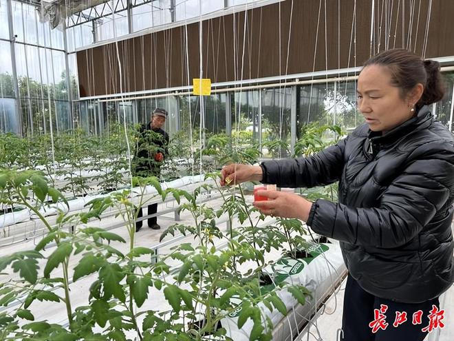 乐动体育《大地》武汉乡村振兴周刊第073期(图2) 乐动体育《大地》武汉乡村振兴周刊第073期(图2)