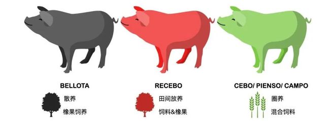 名家美酒乐动体育搭配伊比利亚火腿的西班牙风土之旅品鉴会(图6) 名家美酒乐动体育搭配伊比利亚火腿的西班牙风土之旅品鉴会(图6)