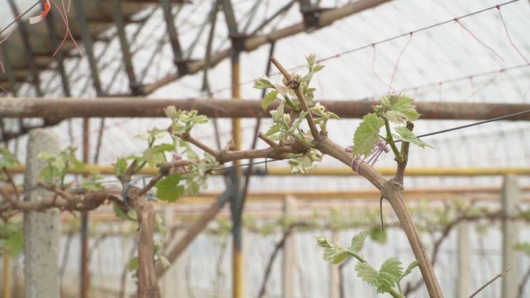 LD乐动体育“智慧农业”让种植更智能(图2) LD乐动体育“智慧农业”让种植更智能(图2)