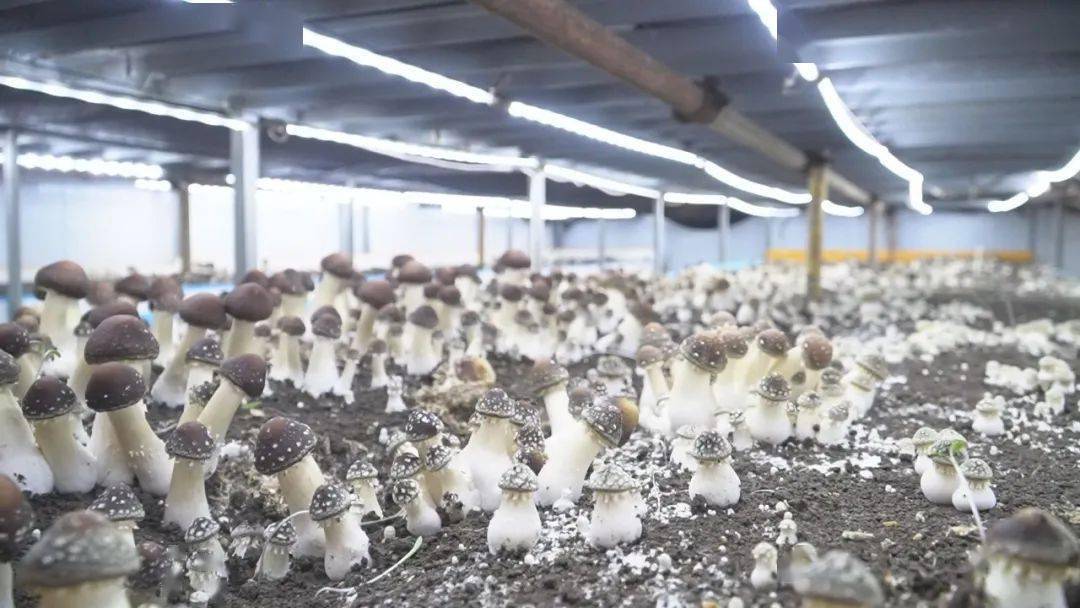 LD乐动体育“智慧农业”让种植更智能(图5) LD乐动体育“智慧农业”让种植更智能(图5)