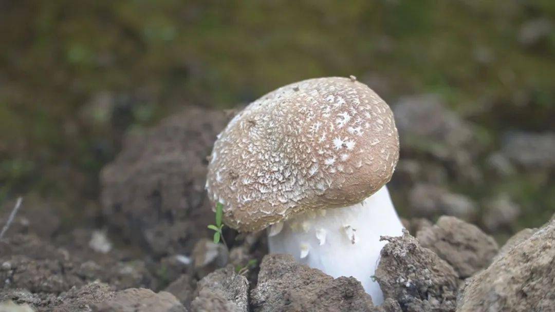 LD乐动体育“智慧农业”让种植更智能(图3) LD乐动体育“智慧农业”让种植更智能(图3)