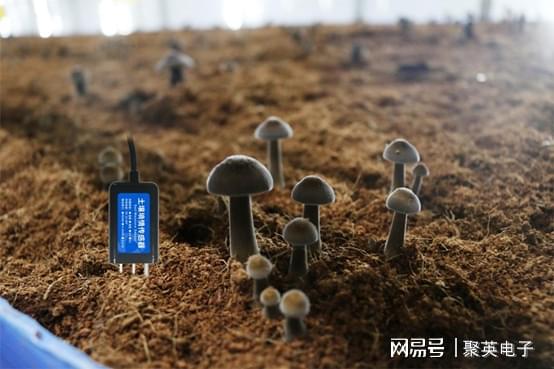 乐动体育基于物联网的菌菇房环境控制系统智能控温控湿(图6) 乐动体育基于物联网的菌菇房环境控制系统智能控温控湿(图6)