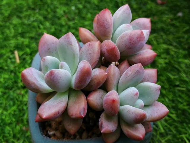 LD乐动 乐动体育多肉控养才能肥美、出状态?这句话“欺骗”太多人难怪总收空盆(图4) LD乐动 乐动体育多肉控养才能肥美、出状态?这句话“欺骗”太多人难怪总收空盆(图4)