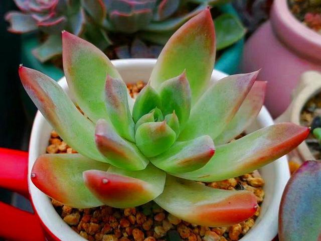 LD乐动 乐动体育多肉控养才能肥美、出状态?这句话“欺骗”太多人难怪总收空盆(图3) LD乐动 乐动体育多肉控养才能肥美、出状态?这句话“欺骗”太多人难怪总收空盆(图3)