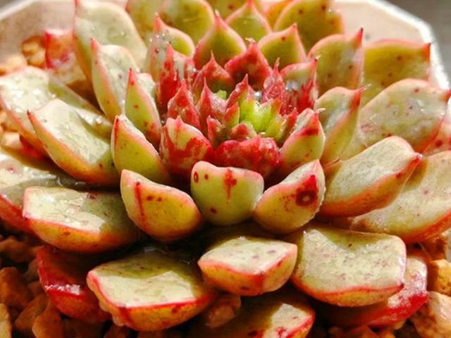 LD乐动 乐动体育多肉控养才能肥美、出状态?这句话“欺骗”太多人难怪总收空盆(图2) LD乐动 乐动体育多肉控养才能肥美、出状态?这句话“欺骗”太多人难怪总收空盆(图2)