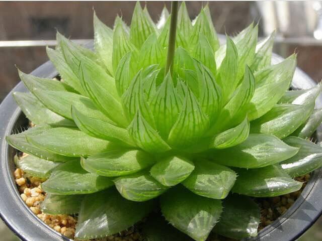 LD乐动 乐动体育多肉控养才能肥美、出状态?这句话“欺骗”太多人难怪总收空盆(图6) LD乐动 乐动体育多肉控养才能肥美、出状态?这句话“欺骗”太多人难怪总收空盆(图6)