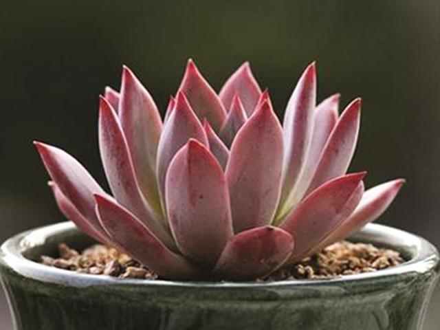 LD乐动 乐动体育多肉控养才能肥美、出状态?这句话“欺骗”太多人难怪总收空盆(图5) LD乐动 乐动体育多肉控养才能肥美、出状态?这句话“欺骗”太多人难怪总收空盆(图5)