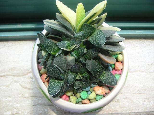 LD乐动 乐动体育多肉控养才能肥美、出状态?这句话“欺骗”太多人难怪总收空盆(图8) LD乐动 乐动体育多肉控养才能肥美、出状态?这句话“欺骗”太多人难怪总收空盆(图8)