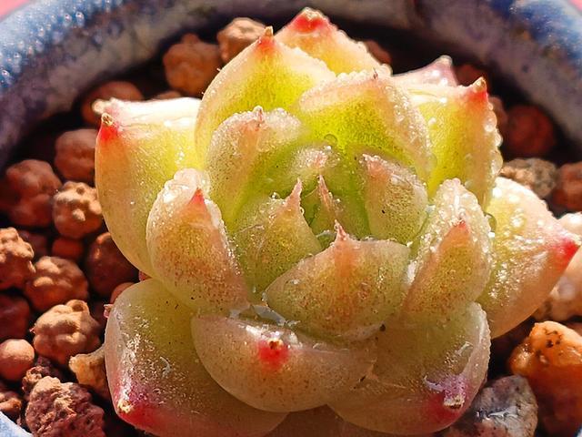 LD乐动 乐动体育多肉控养才能肥美、出状态?这句话“欺骗”太多人难怪总收空盆(图7) LD乐动 乐动体育多肉控养才能肥美、出状态?这句话“欺骗”太多人难怪总收空盆(图7)