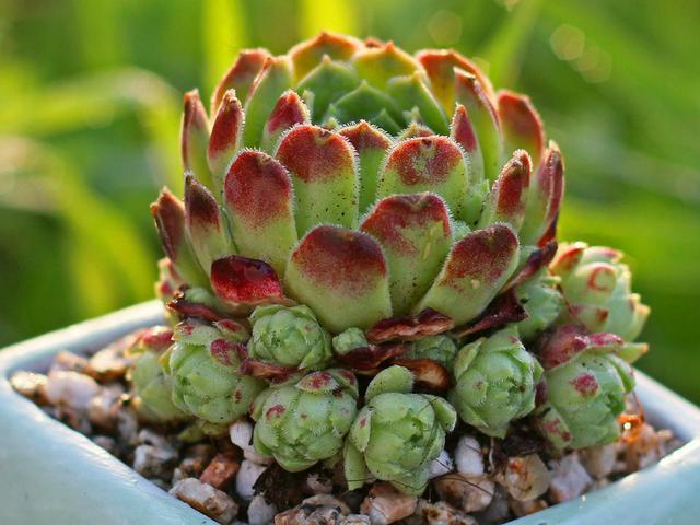 LD乐动 乐动体育多肉控养才能肥美、出状态?这句话“欺骗”太多人难怪总收空盆(图12) LD乐动 乐动体育多肉控养才能肥美、出状态?这句话“欺骗”太多人难怪总收空盆(图12)