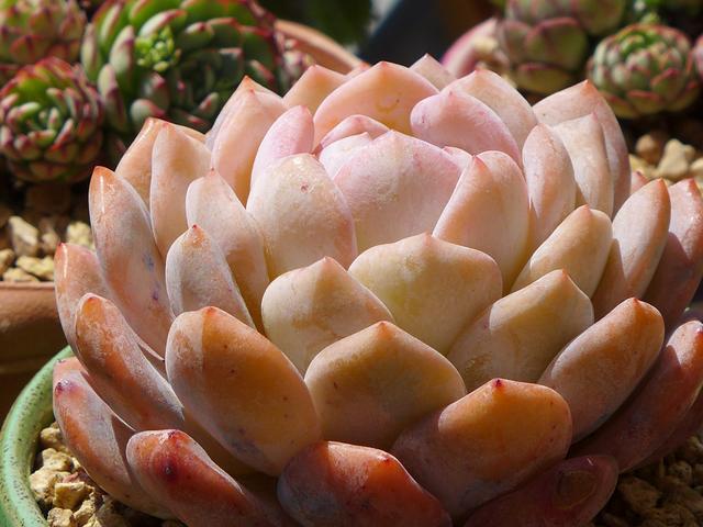 LD乐动 乐动体育多肉控养才能肥美、出状态?这句话“欺骗”太多人难怪总收空盆(图9) LD乐动 乐动体育多肉控养才能肥美、出状态?这句话“欺骗”太多人难怪总收空盆(图9)