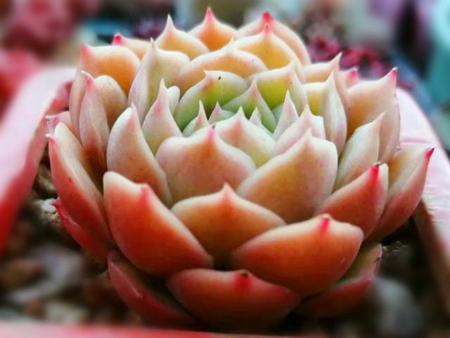 LD乐动 乐动体育多肉控养才能肥美、出状态?这句话“欺骗”太多人难怪总收空盆(图10) LD乐动 乐动体育多肉控养才能肥美、出状态?这句话“欺骗”太多人难怪总收空盆(图10)